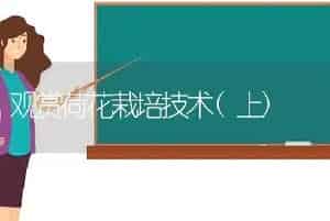 观赏荷花栽培技术(上)