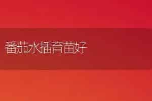 番茄水插育苗好