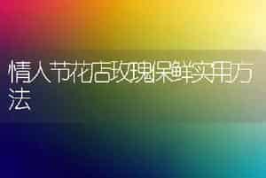 情人节花店玫瑰保鲜实用方法