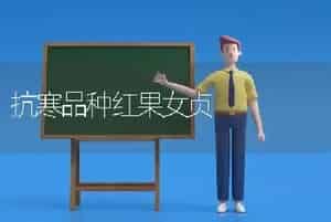 抗寒品种红果女贞