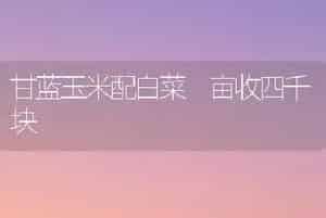 甘蓝玉米配白菜 亩收四千块