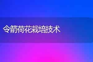 令箭荷花栽培技术