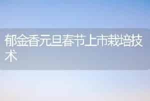郁金香元旦春节上市栽培技术