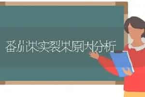 番茄果实裂果原因分析