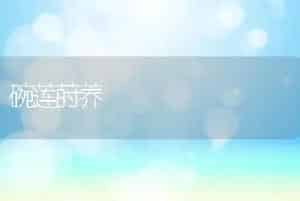 碗莲莳养