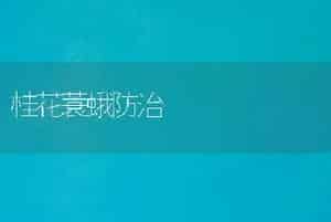 种好冬贮大白菜