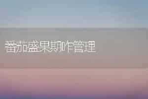 番茄盛果期咋管理