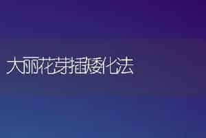 大丽花芽插矮化法