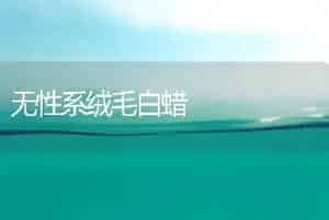 无性系绒毛白蜡