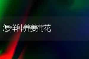 怎样种养姜荷花