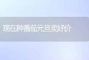 现在种番茄元旦卖好价