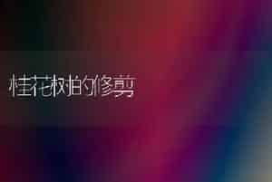 桂花树的修剪