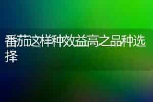 番茄这样种效益高之品种选择
