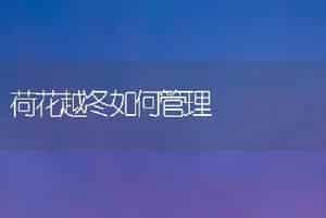 荷花越冬如何管理