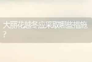 大丽花越冬应采取哪些措施?