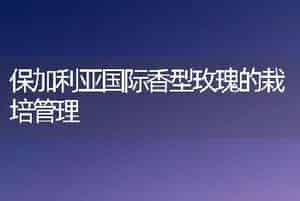 保加利亚国际香型玫瑰的栽培管理