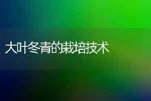 大叶冬青的栽培技术