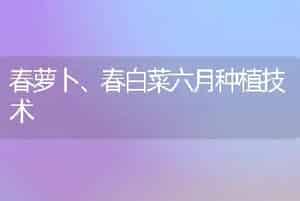 春萝卜、春白菜六月种植技术