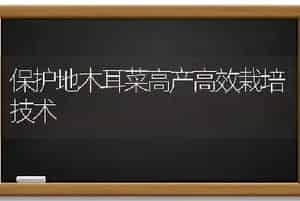 保护地木耳菜高产高效栽培技术