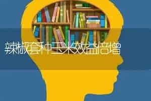 辣椒套种玉米效益倍增