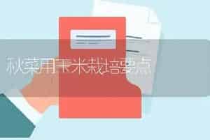 秋菜用玉米栽培要点