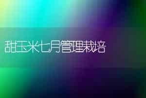 甜玉米七月管理栽培