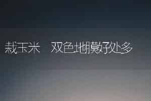 栽玉米 双色地膜好处多