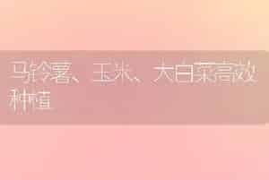 马铃薯、玉米、大白菜高效种植