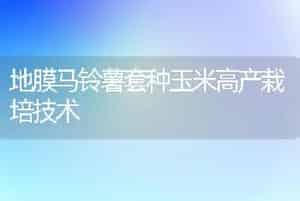 地膜马铃薯套种玉米高产栽培技术