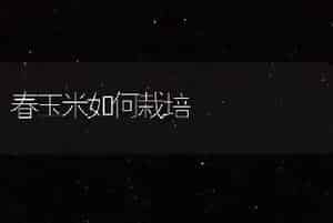 春玉米如何栽培