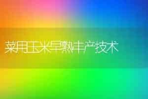 菜用玉米早熟丰产技术