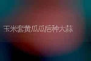 玉米套黄瓜瓜后种大蒜