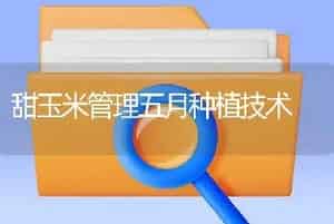 甜玉米管理五月种植技术