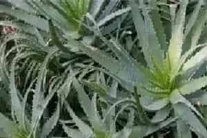 芦荟长不大原因因素分析