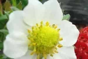 芸苔素锌硼二氢钾有什么作用？