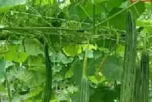 大棚丝瓜烂花的3种症状及预防措施