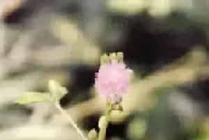 含羞草