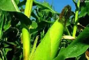 玉米防虫害技巧及虫害特点分析