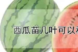 西瓜苗几叶可以移栽