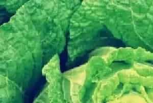 白菜植株倒瘫的原因及解决办法