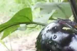 茄子“白肚脐”是怎么回事？