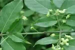 卫矛的栽植及管理技术