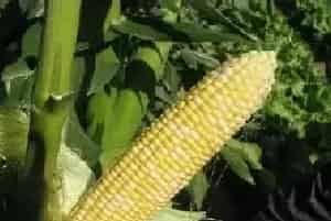 菜用玉米栽培技术（又名鲜食玉米、果蔬玉米）