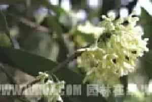 浅谈杭州桂花的优良品种