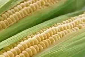 玉米种植膜下滴灌栽培技术详解