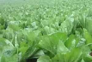 芥菜抽薹原因及防治措施介绍
