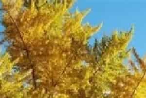银杏树移载季节的选择
