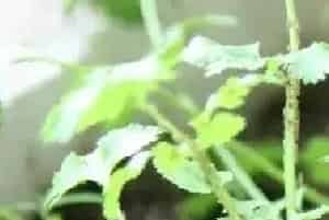 香菜桃蚜应采取什么防治措施？
