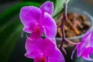 春季是养殖兰花的好时节，这几点兰花养殖技巧要掌握