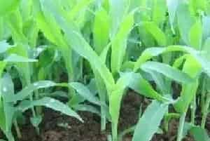 玉米种植苗期、穗期、花粒期阶段管理要点